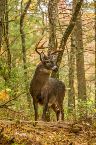 Woods and Wildlife program slated for Wednesday at Wood County 4-H Camp